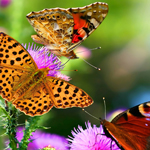 短信轰炸业务网